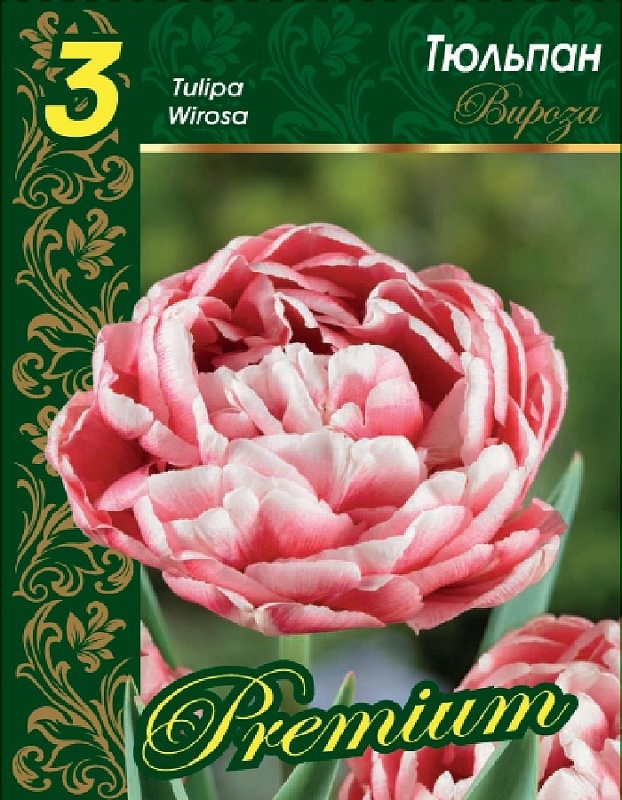 Тюльпан Вироза 1 уп. (3шт.) 
